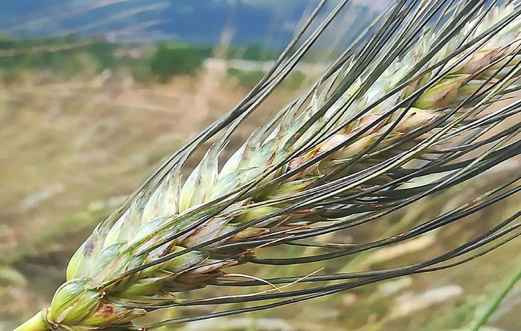 Qui si pratica Agricoltura Organico Rigenerativa: scopri come coltiviamo i terreni